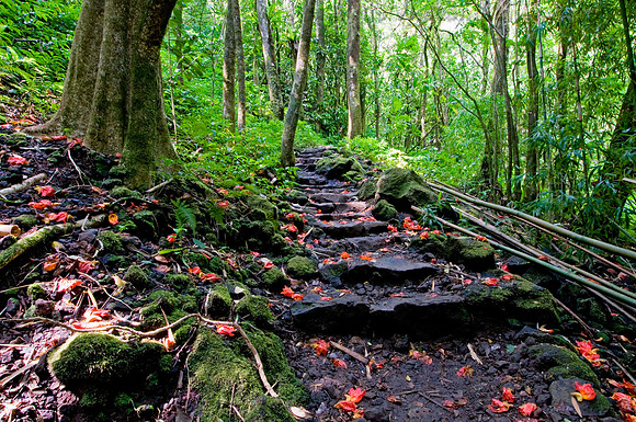 Hiking trail strewn with black lava rock and flower petals atHalekala National Park, on Maui island, Hawaii.