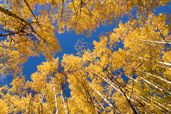 Autumn Colors, Weatherford Trail, San Francisco Peaks, Arizona