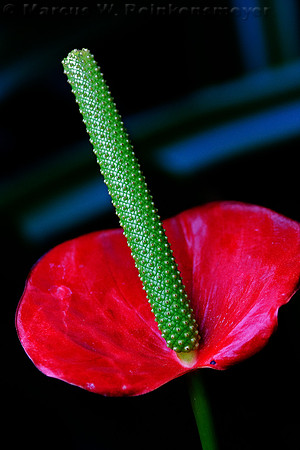 Red Anthurium at Meijer's Garden, located in Grand Rapids, Michigan.