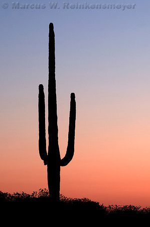 Superstition Mnts - Mar 2008 - 113
