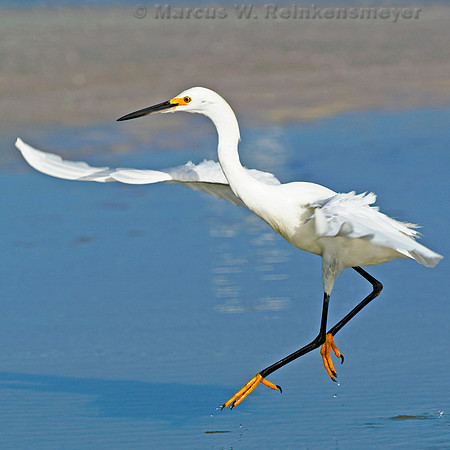 Clear Water Egret Square