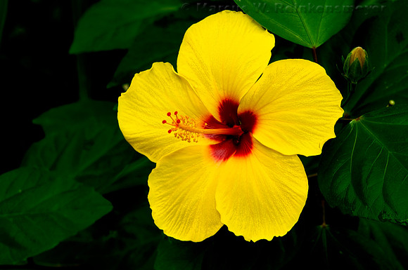 Yellow Hibiscus, Meijer's Garden, Grand Rapids, Michigan