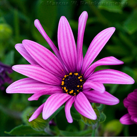Flower A