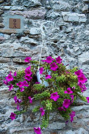 Hanging Flower at Entry, Assisi, Italy