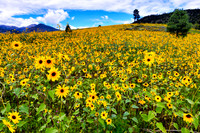 Sun Flower Covered Hillside Flagstaff (1)