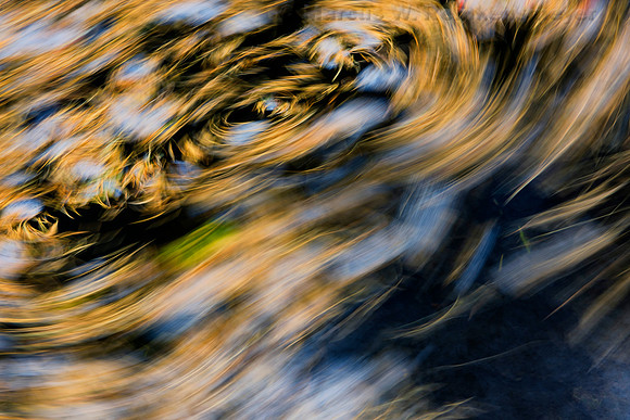 Autumn Leaves Swirl, West Fork Trail, Oak Creek Canyon, Sedona, Arizona 3