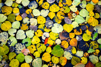 Autumn Aspen Leaves Afloat