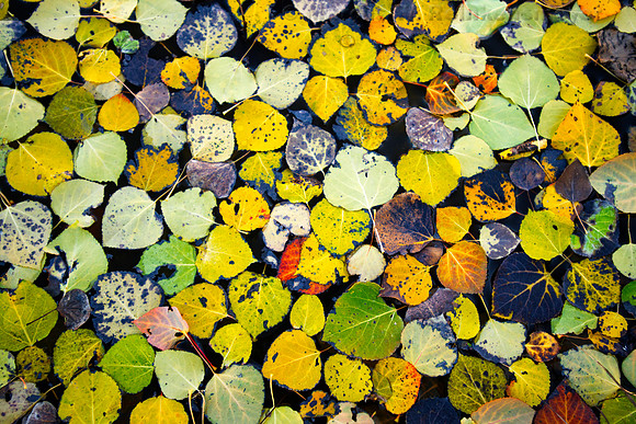 Autumn Aspen Leaves Afloat