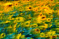 Sun Flowers Winding in the Wind