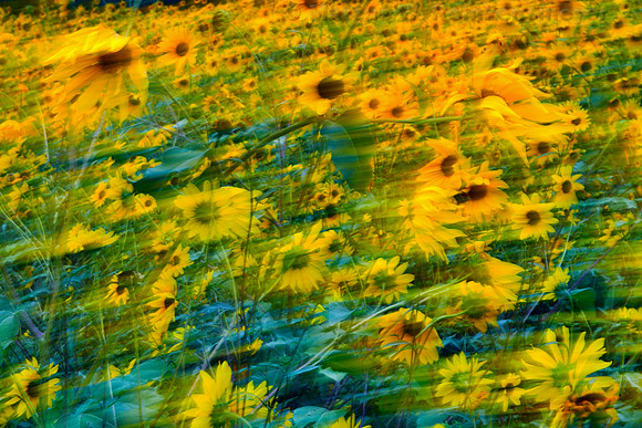 Sun Flowers Winding in the Wind