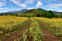 Flagstaff Sun Flowers 5