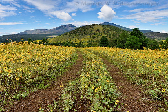 Flagstaff Sun Flowers 5