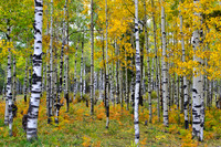 Aspen Grove 2, Hart Prairie Road, Flagstaff, Arizona