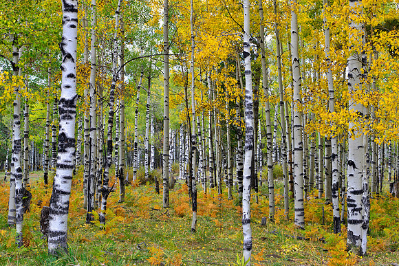 Aspen Grove 2, Hart Prairie Road, Flagstaff, Arizona