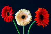 Three Flowers 1