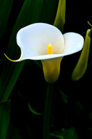 Calla Lily, Big Sur, California