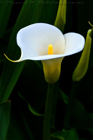 Calla Lily, Big Sur, California