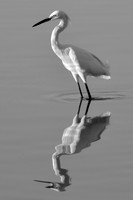 Gilbert Riparian 046
