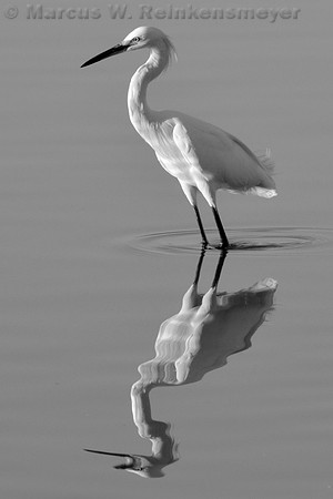 Gilbert Riparian 046