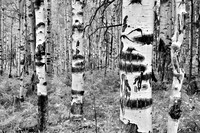 Aspen Grove at Hart Prairie -Helicon Focus