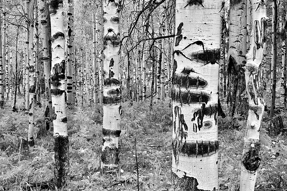 Aspen Grove at Hart Prairie -Helicon Focus