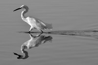 Gilbert Riparian 053