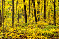 Autumn Glow, Paw Paw River, Michigan 3 64 meg