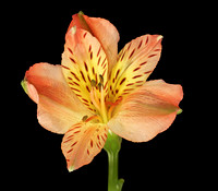 Orange Yellow Flower FS 33