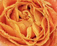 Orange Rose Water Droplets 4