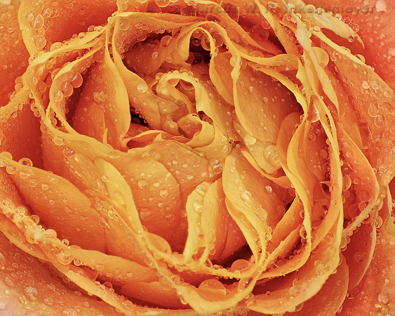 Orange Rose Water Droplets 4