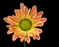 Gerberi Daisy FS 26