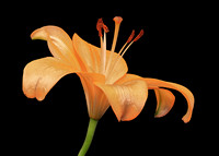 Orange Lilly FS 39 crop
