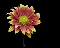 Yellow Orange Flower FS