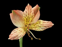 Yellow Flower Pestils