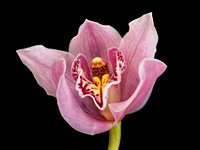 Pink Orchid 45 FS