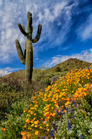 Touch of Spring, Bartlett Lake, AZ 1