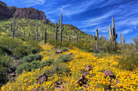 After the Spring Rains, Picacho Peak, AZ 2