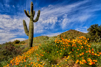 Touch of Spring, Bartlett Lake, AZ 2
