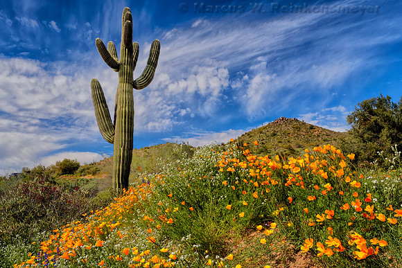 Touch of Spring, Bartlett Lake, AZ 2