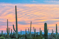 Saguaro National Monument_DSC8928-NEF_DxO_DeepPRIME