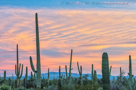 Saguaro National Monument_DSC8928-NEF_DxO_DeepPRIME
