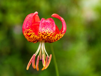 Flower 2, Shore Acres State Park, OR