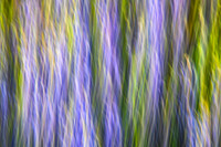 Wild Flower Impressions , Lake Bartlett, Arizona