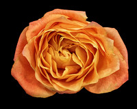 Orange Rose FS 2