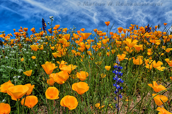 Rhapsody 6, Bartlett Lake, AZ