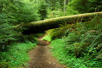 OR - Ecola State Park, Catsop Trail, Nature's Way