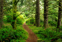 OR - Ecola State Park, Lush Seashore Rain Forest