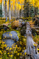 Autumn, Aspen Loop Trail, Flagstaff, AZ
