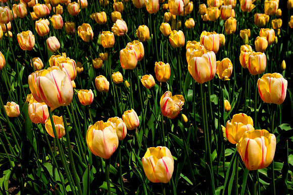 Yellow tulips in Holland, Michigan, home of the Holland Tulip Festival.