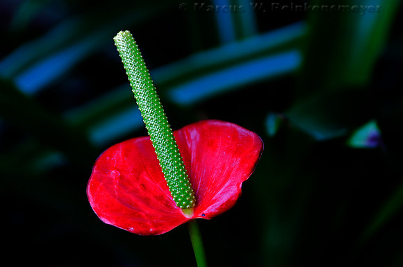 Red Anthurium at Meijer's Garden, located in Grand Rapids, Michigan.
